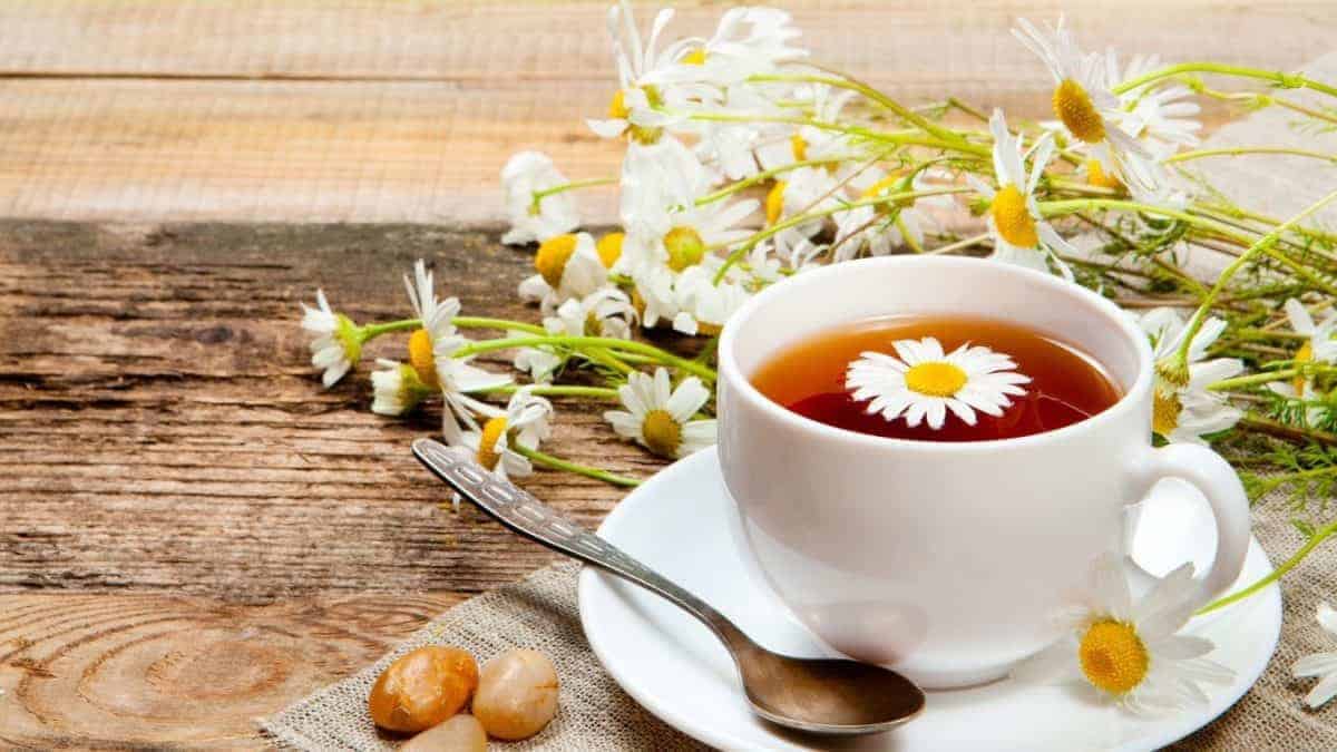 Cách pha trà cúc ngân hoa